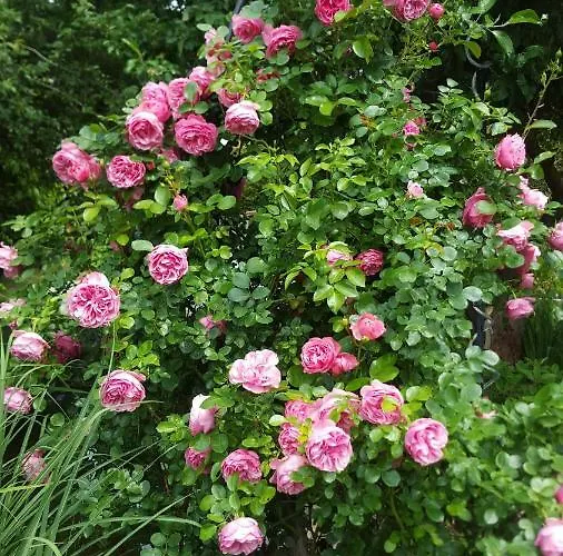 Appartamento Harzer Auszeit *